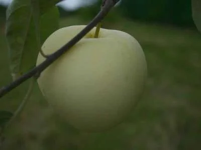 Emneth Early (Early Victoria) Apple Trees