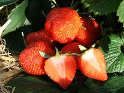 Fern Strawberry Plants