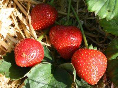 New - Introducing Flamenco Strawberry Plants