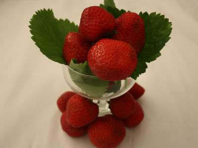 Florence Strawberry Plants