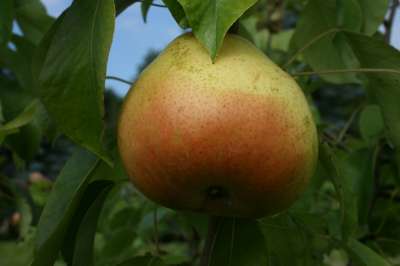 Fondant Dautomne Pear Trees