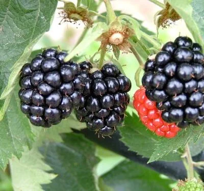 Adrienne Blackberry Bushes *new*