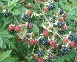 Oregon Thornless Blackberry Bushes