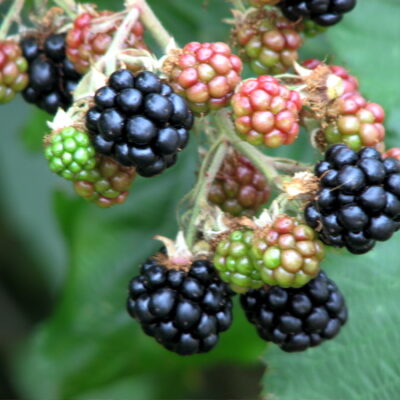 Smoothstem Blackberry Bushes