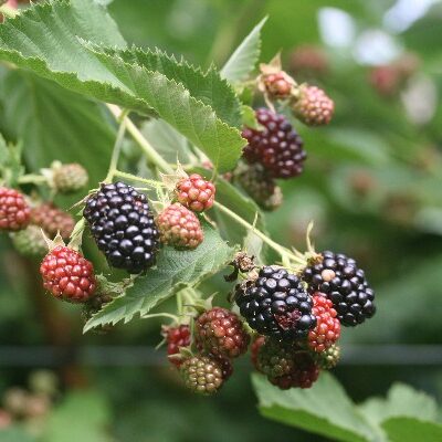 Waldo Blackberry Bushes