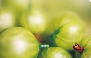 Greenfinch Gooseberry Bushes