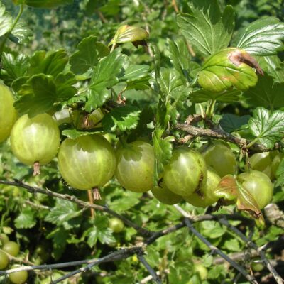 Hino Green Gooseberry Bushes