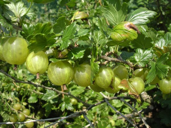 Hino Green Gooseberry Bushes