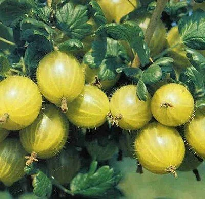 Hino Yellow Gooseberry Bushes