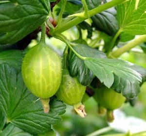 Howard's Lancer Gooseberry Bushes