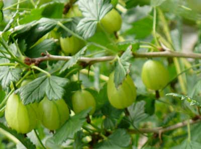 Invicta Gooseberry Bushes