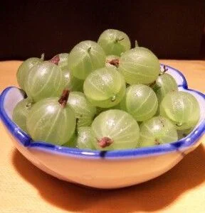 Whitesmith Gooseberry Bushes