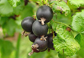 Jostaberry Hybrid Berry Plants