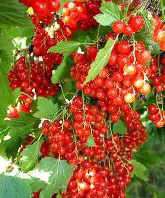 Laxton No.1 Redcurrant Bushes