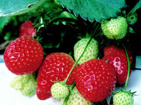 Eros *new* Strawberry Plants