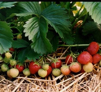Melody Strawberry Plants