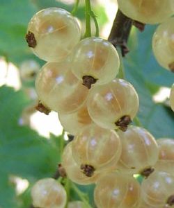 Blanca Whitecurrant Bushes