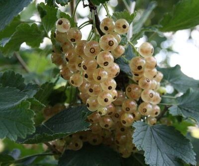 White Dutch Whitecurrant Bushes