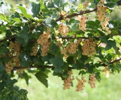 White Versailles Whitecurrant Bushes