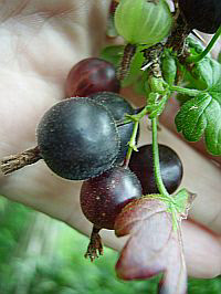 Worcesterberry Gooseberry Bushes