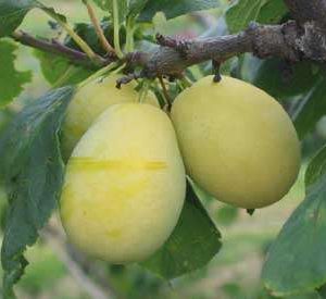 Stepover Greengage Tree Oullins