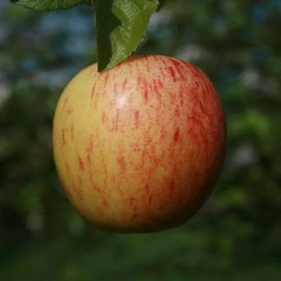 Gala Apple Trees