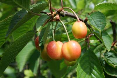 Gaucher Bigarreau Cherry Trees