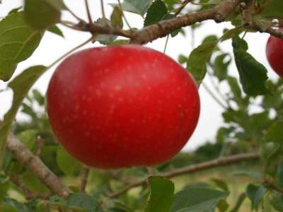 George Cave Apple Trees