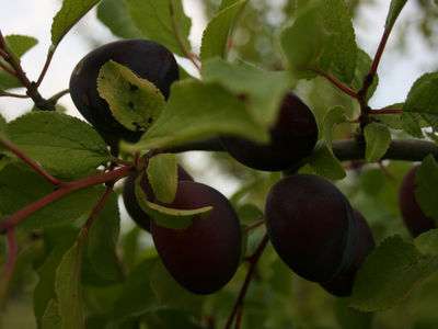 Giant Prune Plum Trees