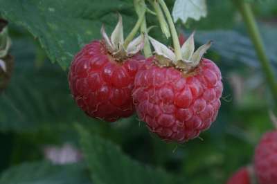 Glen Clova Raspberry Bushes