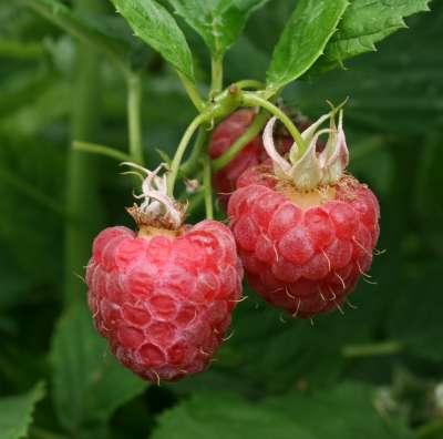 Glen Moy Raspberry Bushes