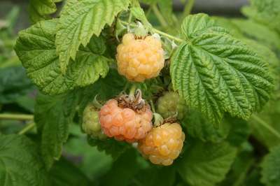 Golden Everest Raspberry Bushes