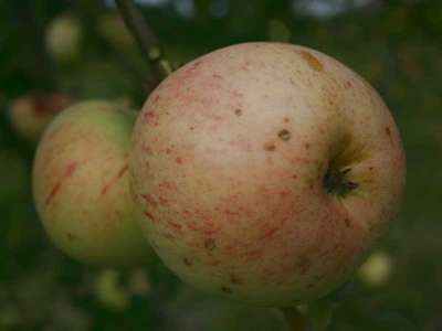 Golden Noble Apple Trees