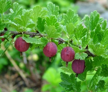 Achilles Gooseberry Bushes