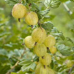 Broom Girl Gooseberry Bushes