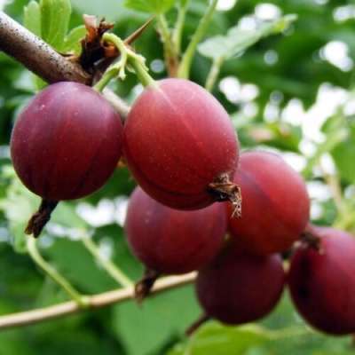 Captivator Gooseberry Bush