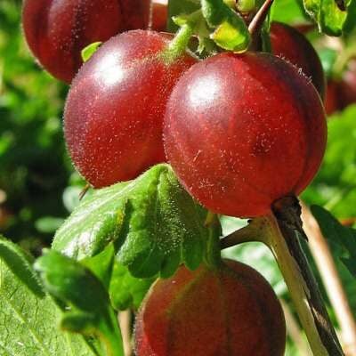 Freedonia Gooseberry Bush