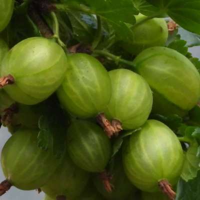 Green Gem Gooseberry Bushes