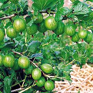 Gunner Gooseberry Bushes