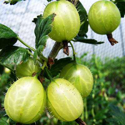 Keepsake Gooseberry Bushes