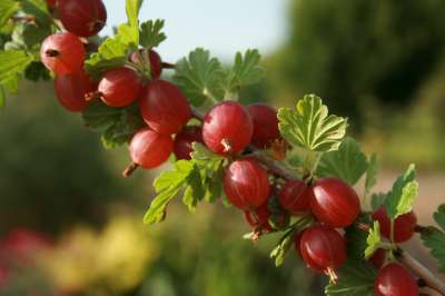 Lancashire Lad Gooseberry Bushes