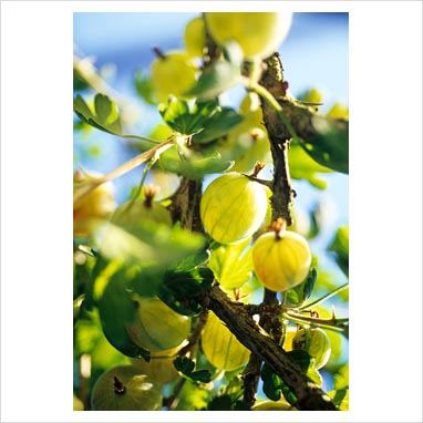 Leveller Gooseberry Bushes