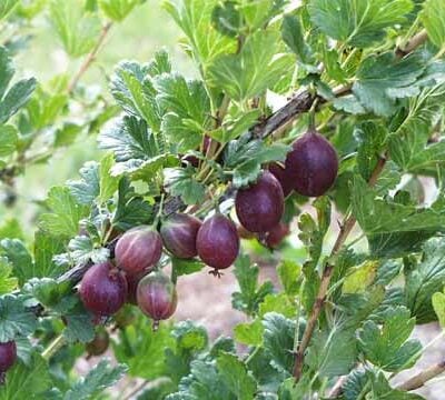 Lord Derby Gooseberry Bushes