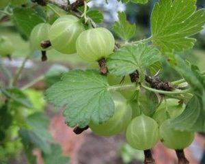 White Eagle Gooseberry Bushes