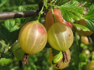 Silvia Gooseberry Bushes