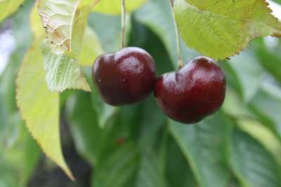 Govenor Wood Cherry Trees