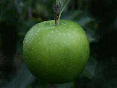 Granny Smith Apple Trees