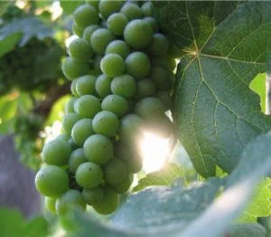 Bacchus Grape Vines