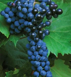 Black Hamburgh Grape Vines