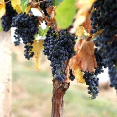 Boscoop Glory Grape Vines